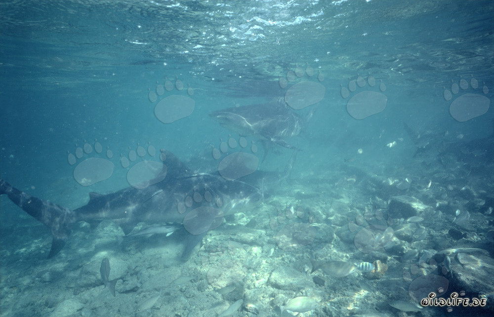 Requins taureaux sur la plage des requins de Walker's Cay
