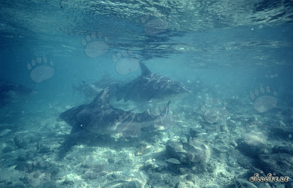 Requin-bouledogue sur la plage aux requins de Walker's Cay