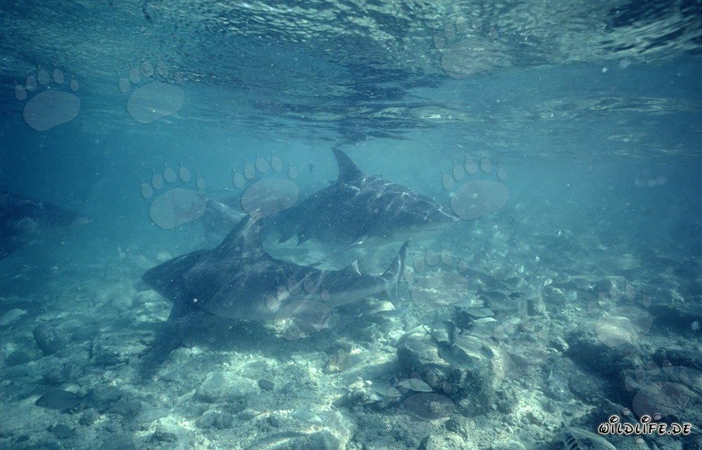 Tiburones toro en la playa de tiburones de Walker's Cay