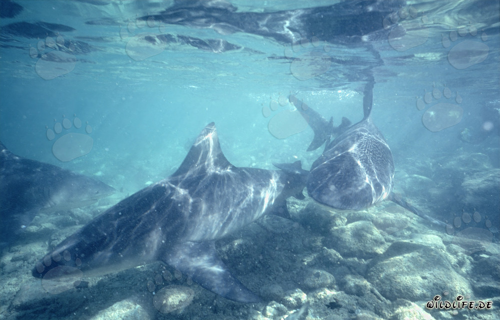 Fascinating Bull Sharks swimming over rocky seabed at Shark Beach