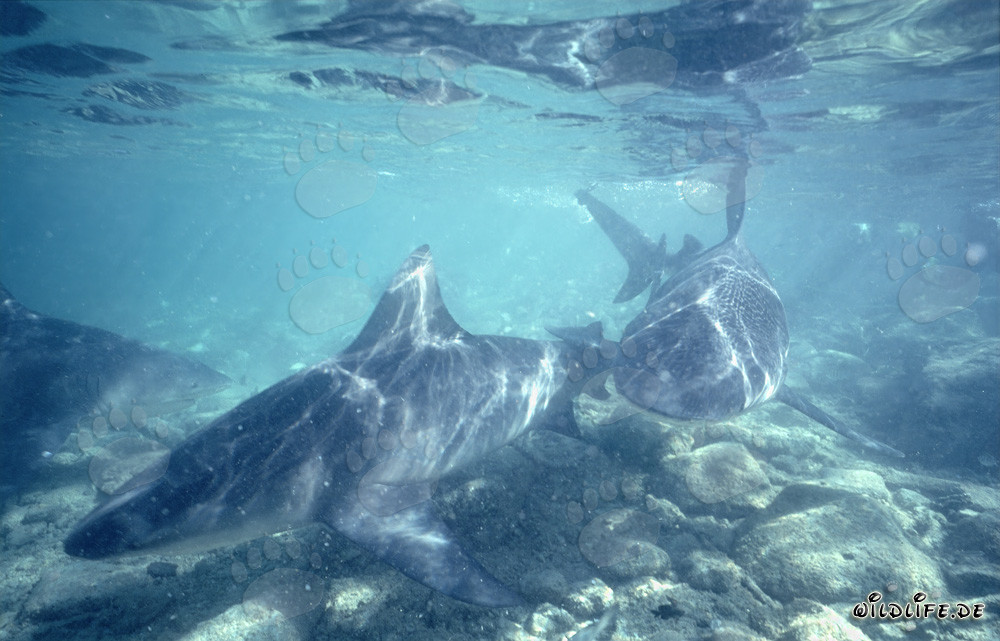 Faszinierende Bullenhaie schwimmen über steinigem Meeresgrund am Shark Beach