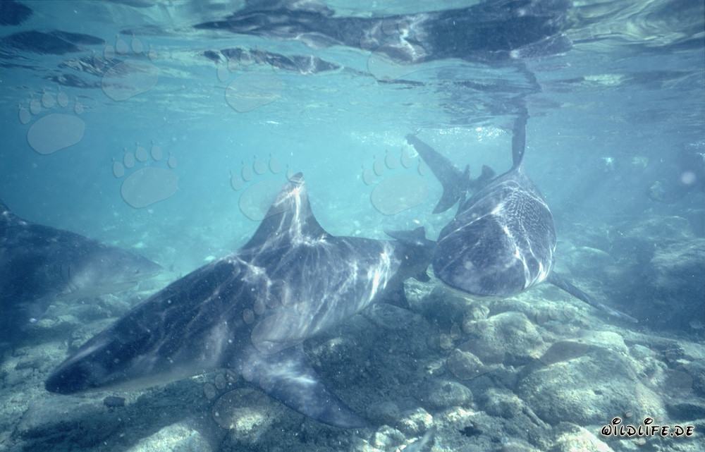Requins taureaux fascinants nagent sur le fond marin rocheux à Shark Beach