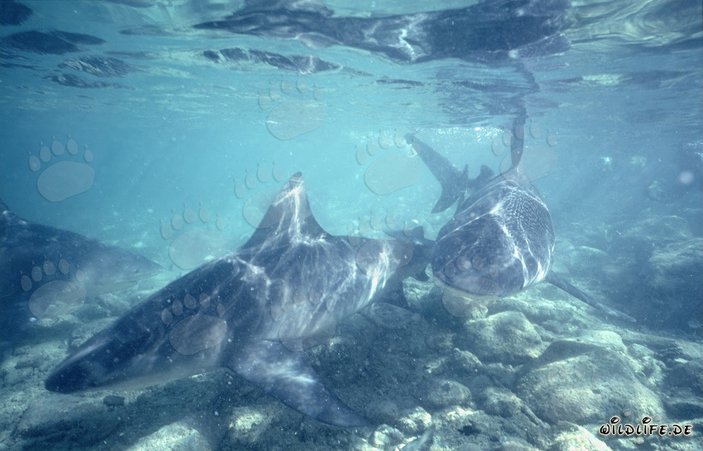 Fascinanti squali toro nuotano sul fondale marino roccioso a Shark Beach