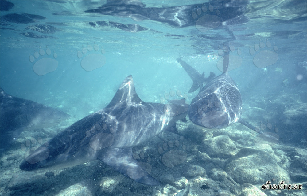 Fascinantes tiburones toro nadan sobre el fondo marino rocoso en Shark Beach