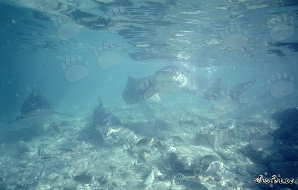 Watch fascinating bull sharks up close