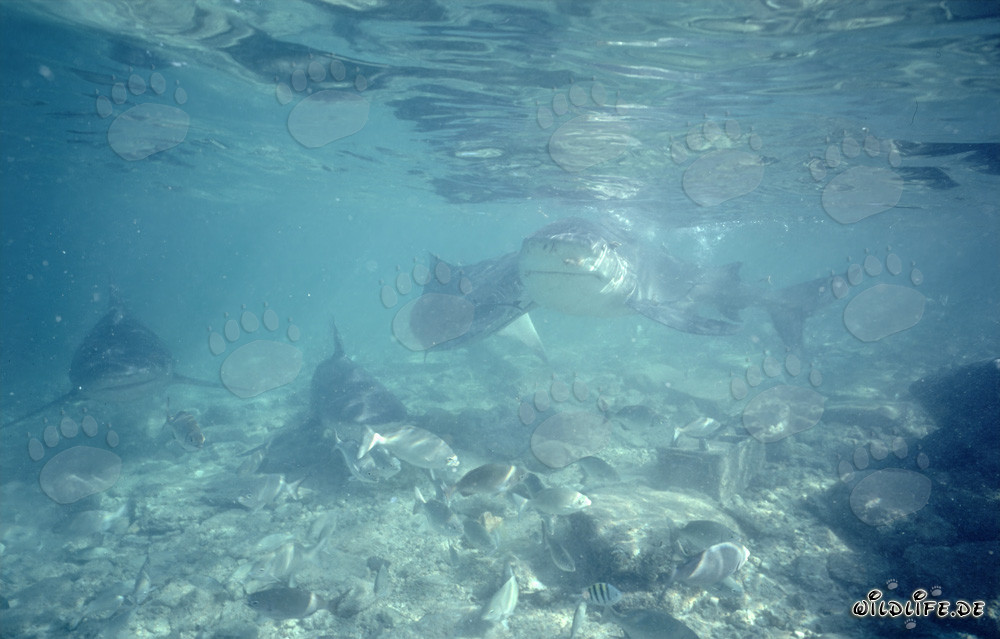 Observer de près les fascinants requins taureaux