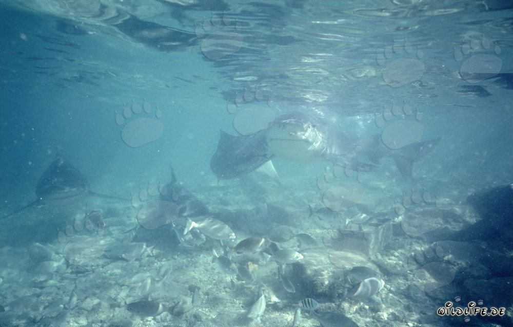 Osservare da vicino i fascinosi squali toro