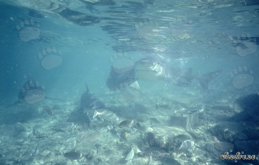 Observar de cerca fascinantes tiburones toro