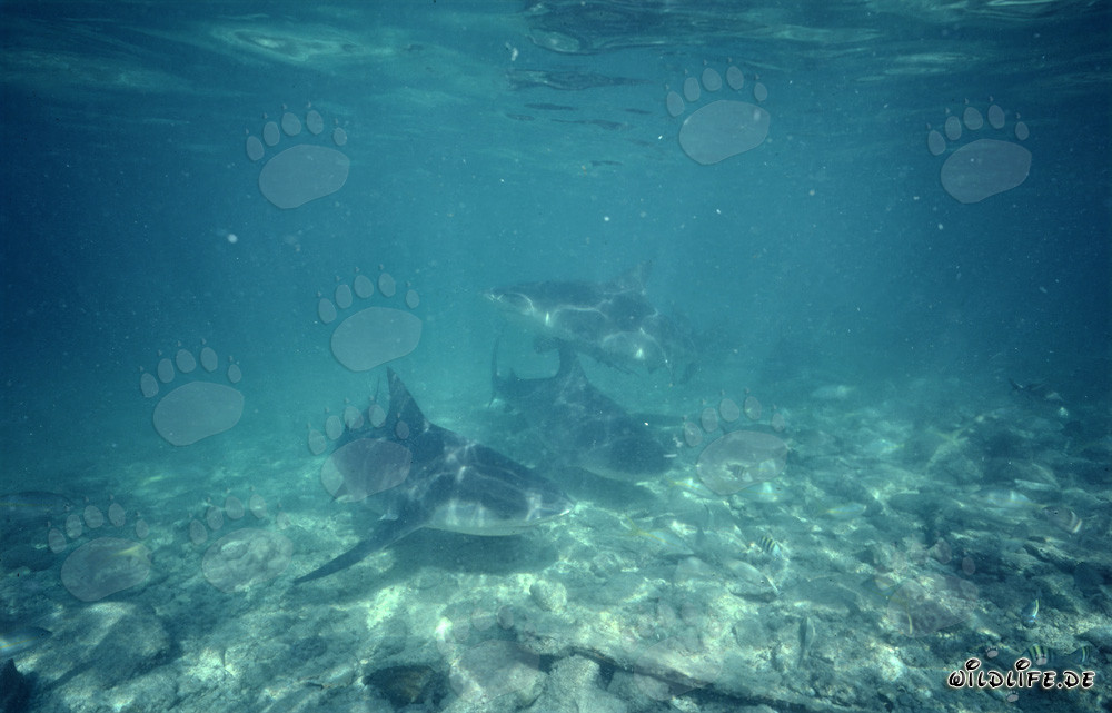 Fascinating Bull Sharks at Shark Beach, Walker's Cay