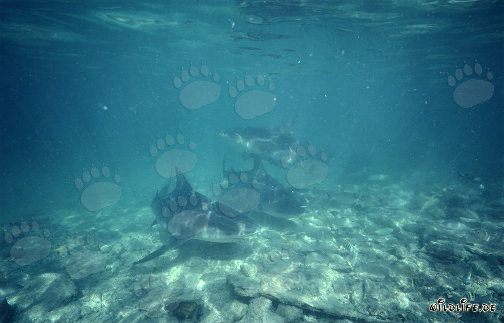 Faszinierende Bullenhaie an der Shark Beach von Walker's Cay