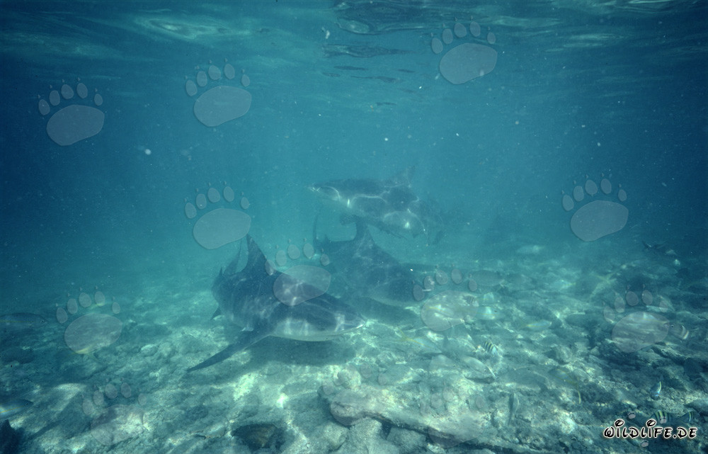 Requins-bouledogues fascinants sur la plage aux requins de Walker's Cay