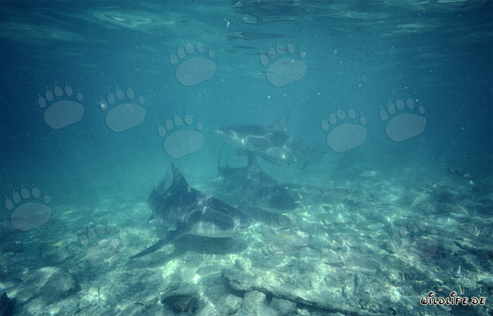 Affascinanti squali toro sulla spiaggia degli squali di Walker's Cay