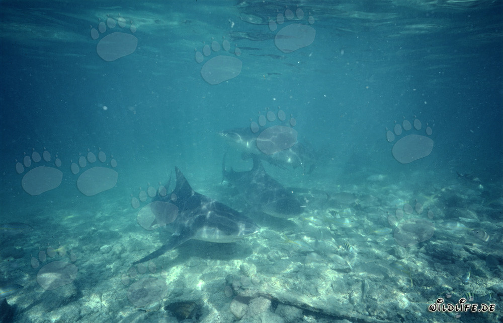 Fascinantes tiburones toro en la playa de tiburones de Walker's Cay
