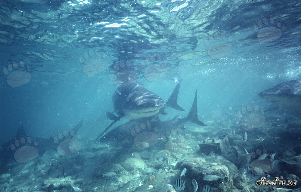 Bull shark boldly approaches diver