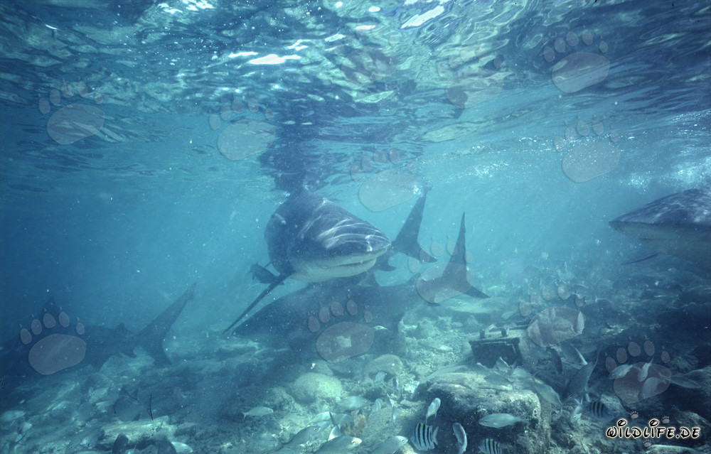 Requin-bouledogue nage courageusement vers un plongeur