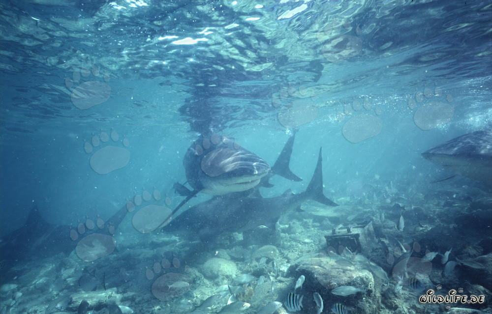 Tiburón toro nada valientemente hacia un buceador