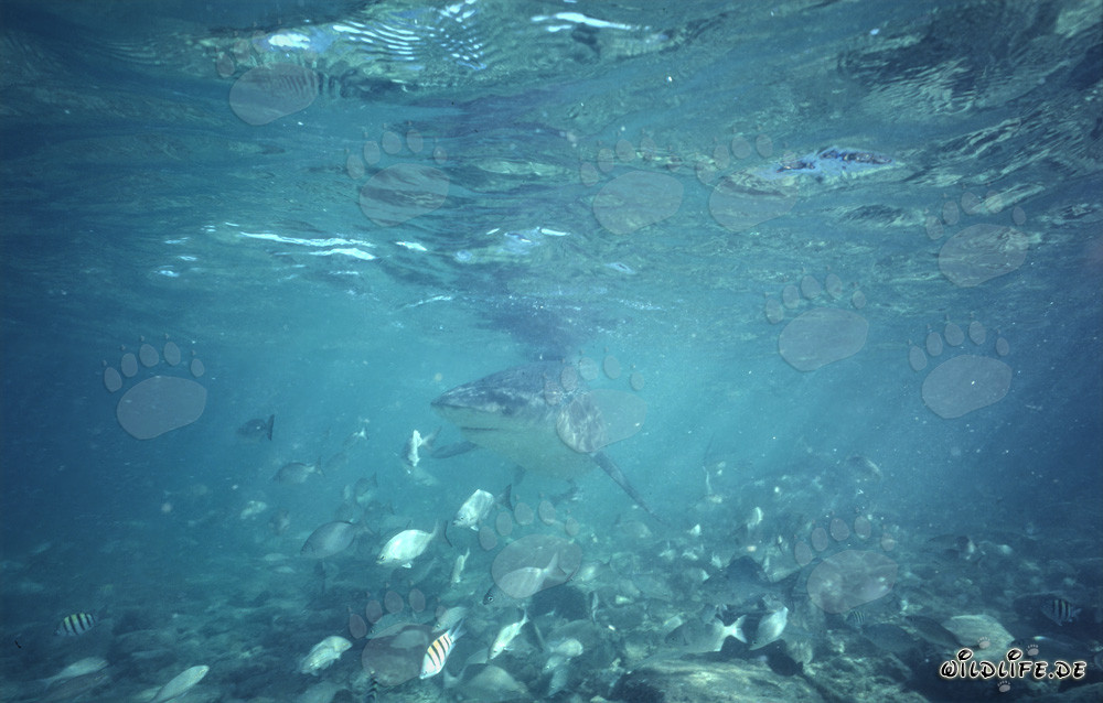 Bullenhai in stimmungsvoller Unterwasserlandschaft