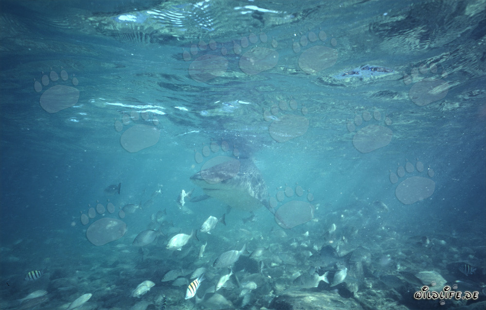 Requin taureau dans un paysage sous-marin évocateur