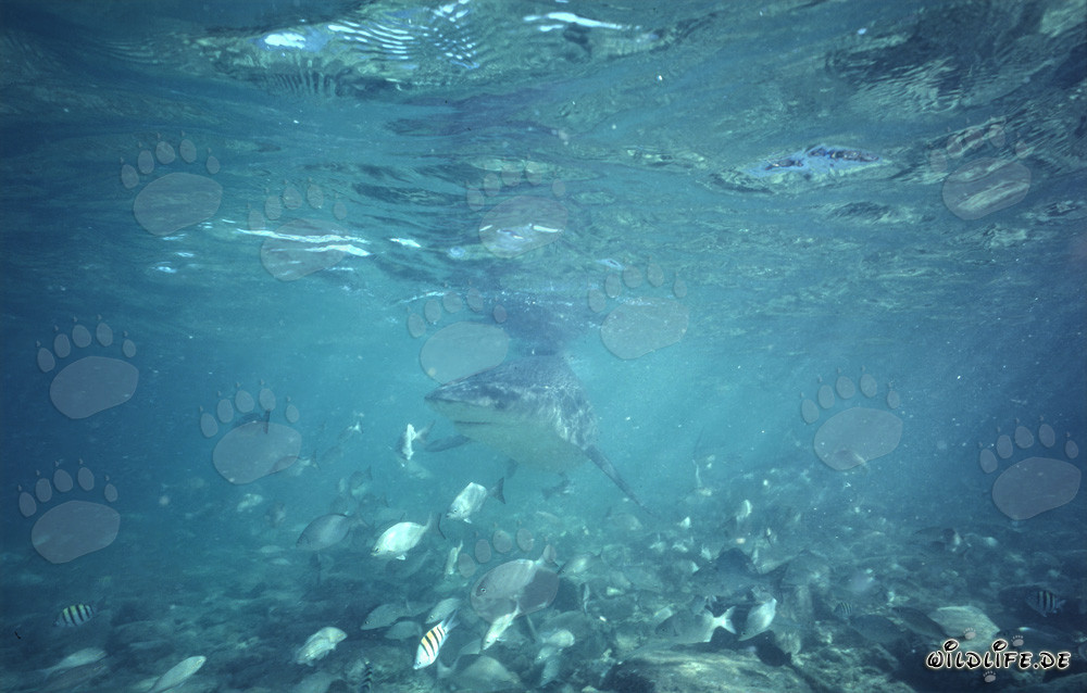 Squalo tigre in un suggestivo paesaggio sottomarino