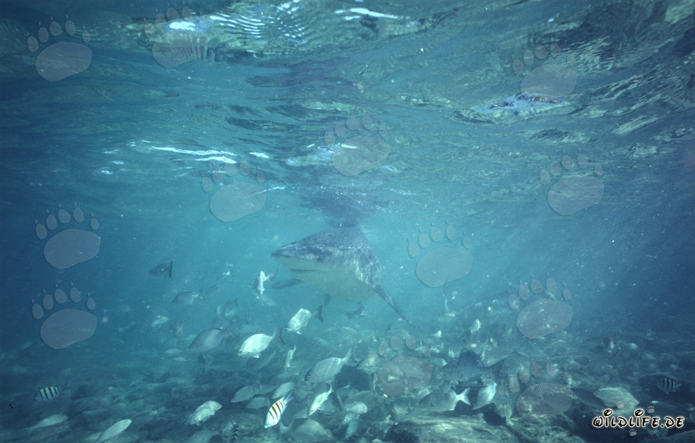 Tiburón toro en un paisaje submarino evocador