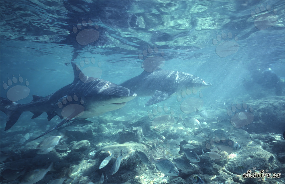Encounter with Bull Sharks while Snorkeling in the Bahamas