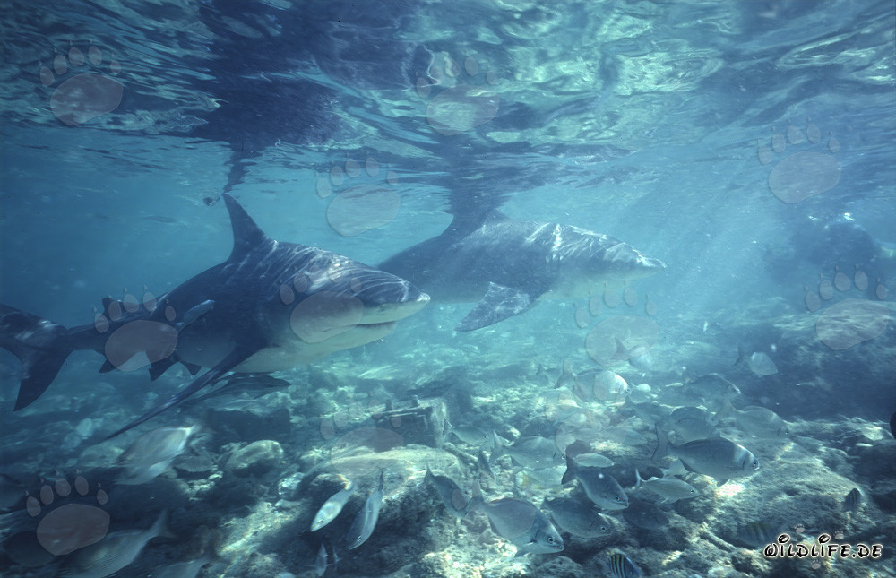 Encuentro con tiburones toro al hacer esnórquel en las Bahamas