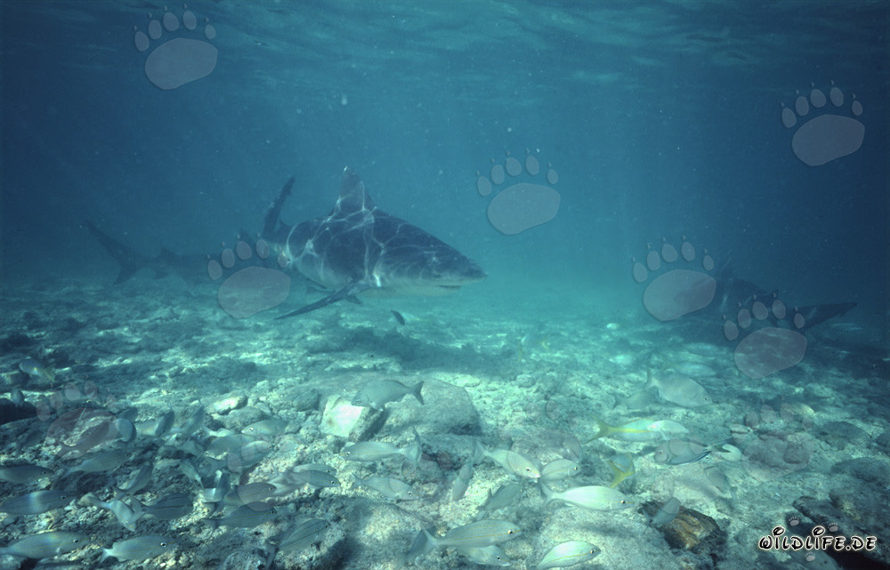 Fascinating Bull Sharks on the Hunt for Prey