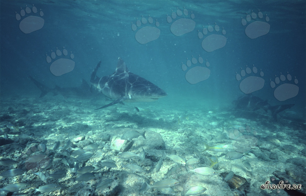Faszinierende Bullenhaie auf der Suche nach Beute