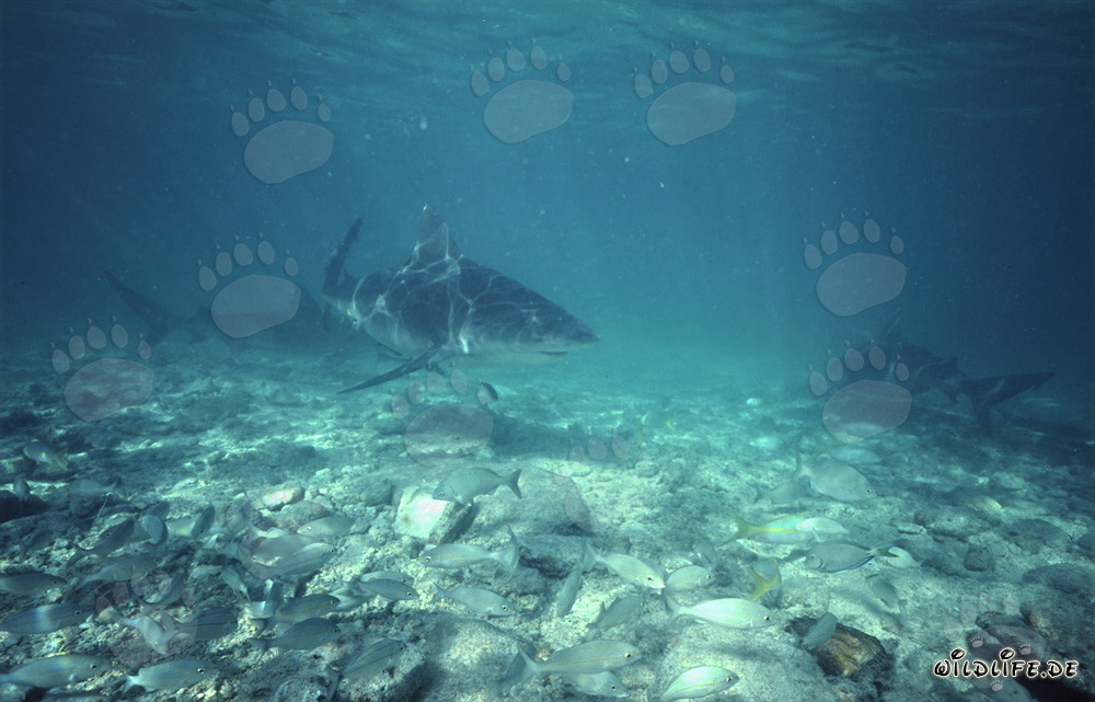 Requins taureaux fascinants à la recherche de proies