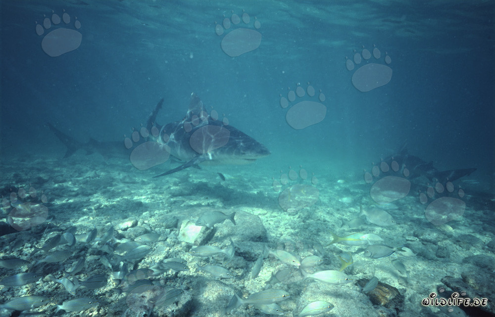 Affascinanti squali toro alla ricerca di prede