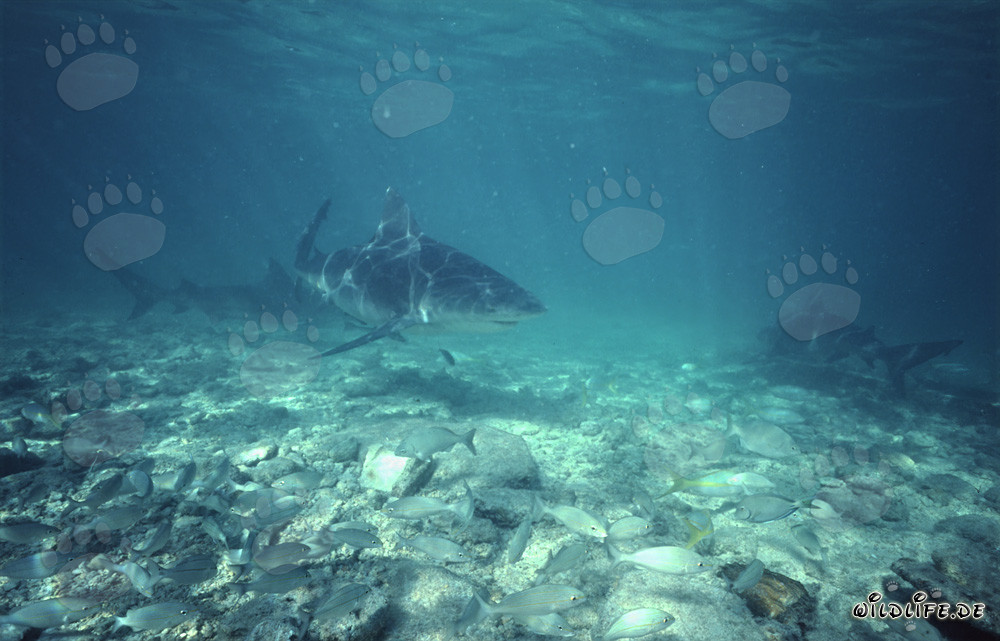 Fascinantes tiburones toro en busca de presas