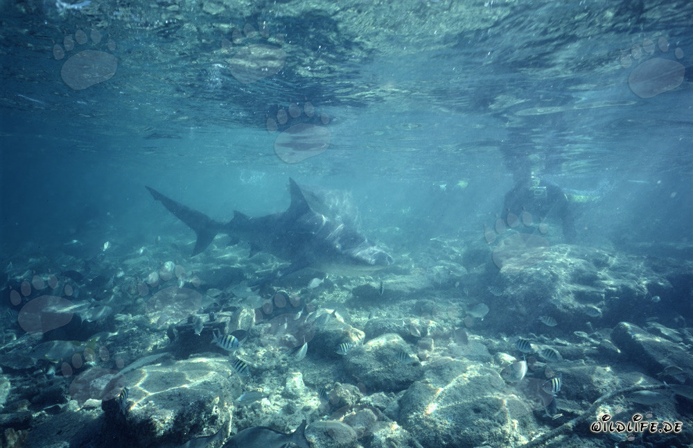 Requin taureau nage vers un plongeur en apnée