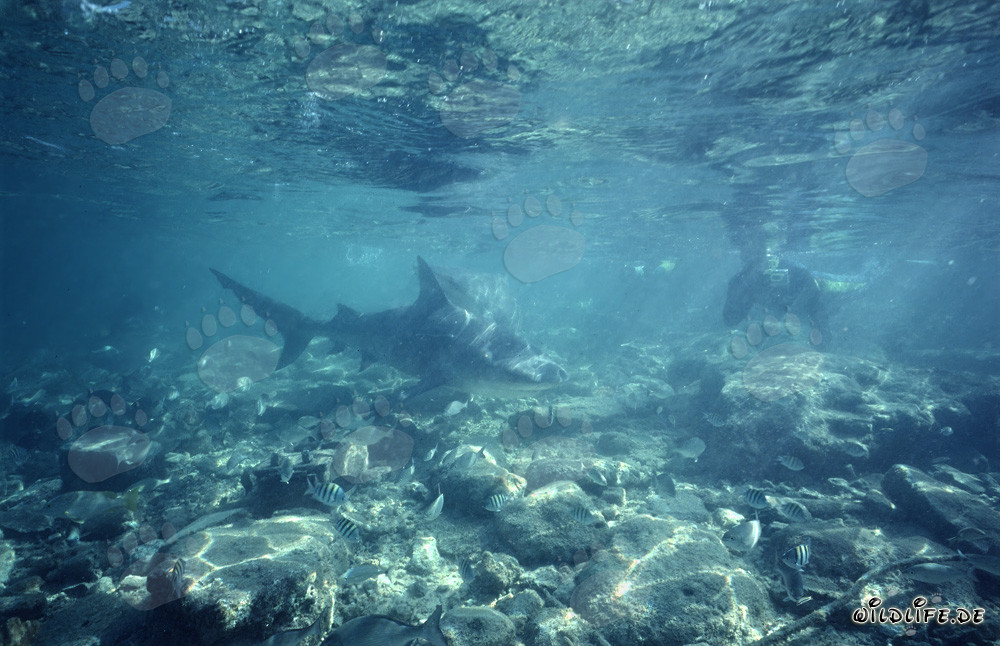 Tiburón toro nada hacia un buceador con snorkel