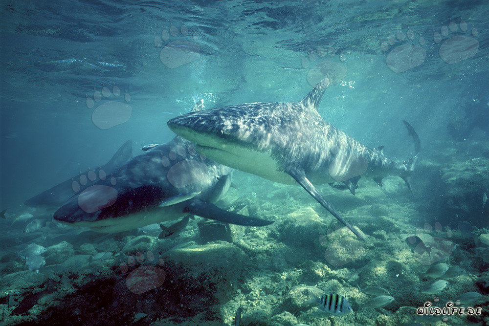 Drei Bullenhaie auf Patrouille in den Gewässern von Walker´s Cay, Bahamas