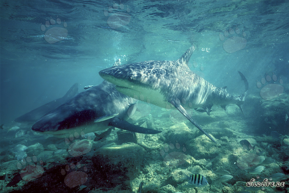 Tre squali toro in pattuglia nelle acque di Walker´s Cay, Bahamas