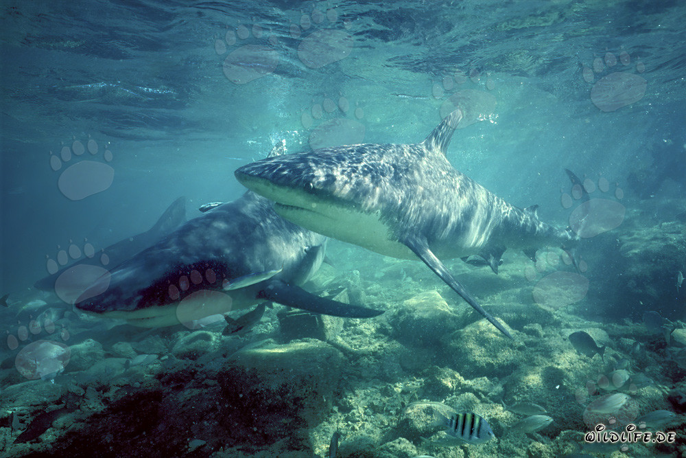 Tres tiburones toro patrullan en las aguas de Walker´s Cay, Bahamas