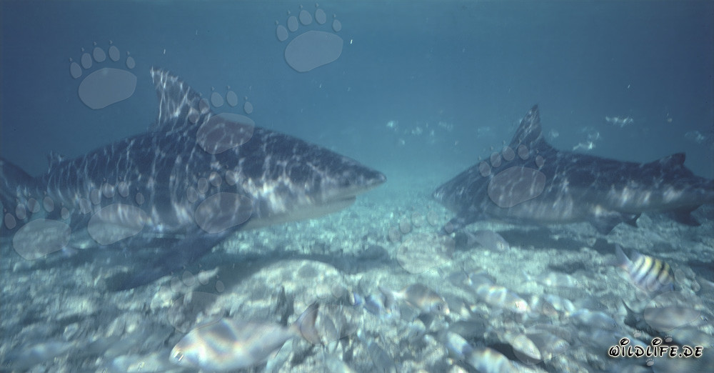 Impressive Bull Sharks in the Waters of Walker´s Cay