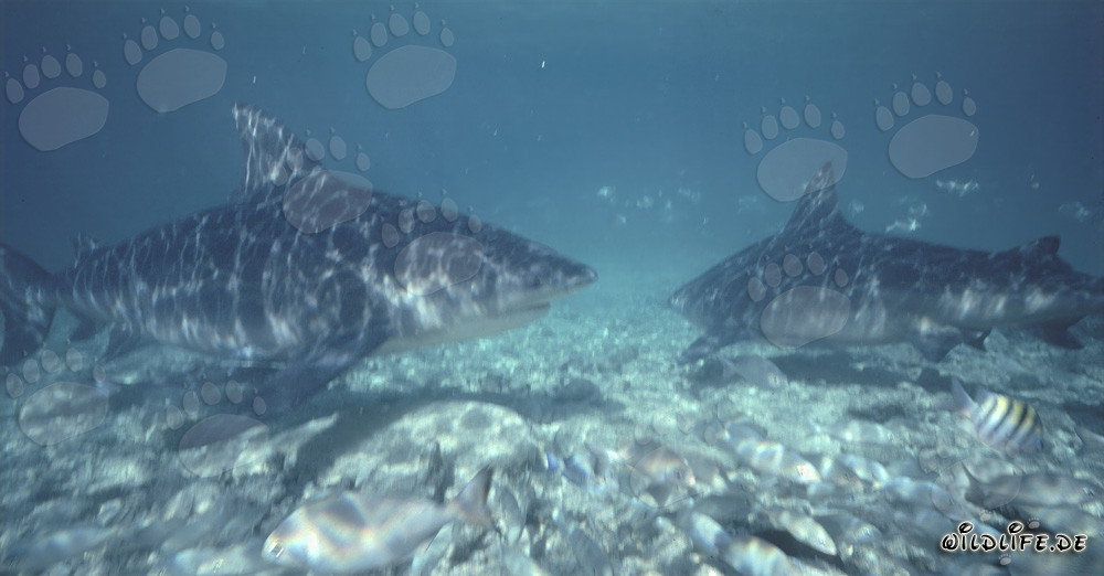 Requins-baleines imposants dans les eaux de Walker´s Cay