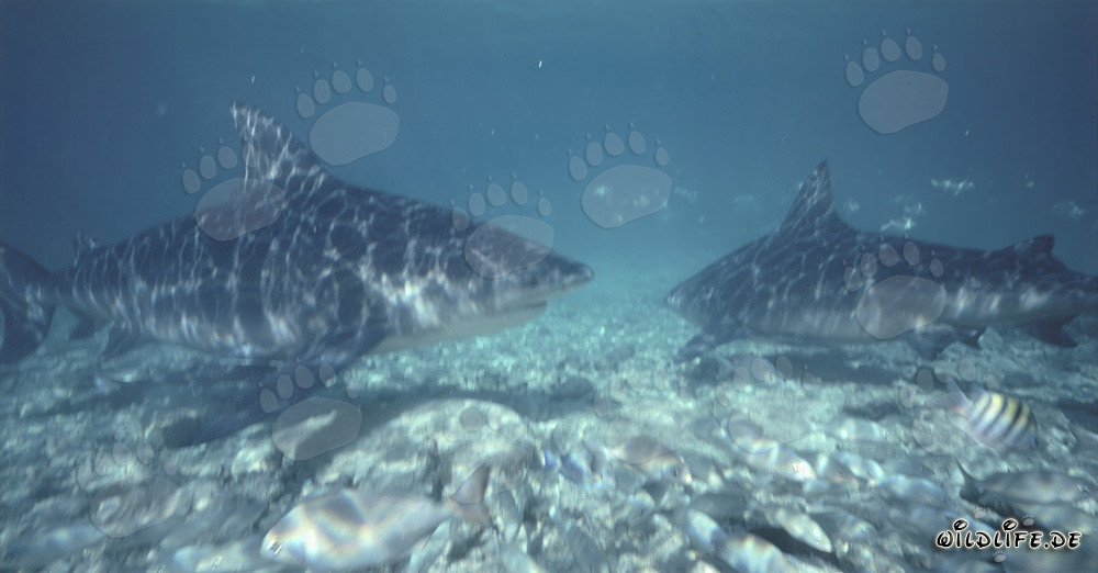 Impresionantes tiburones toro en las aguas de Walker´s Cay