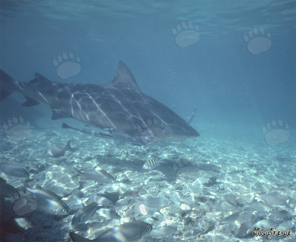 Requin taureau nage sur le fond marin clair