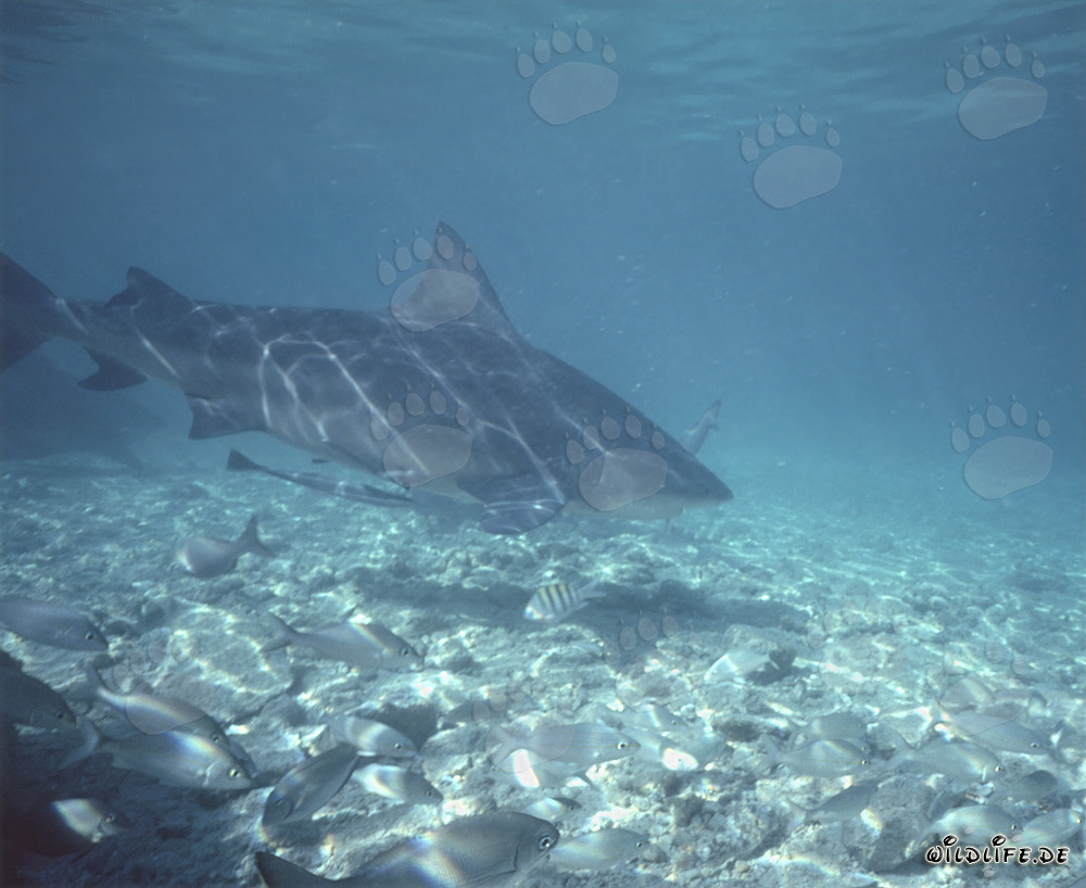 Tiburón toro nada sobre el fondo marino claro