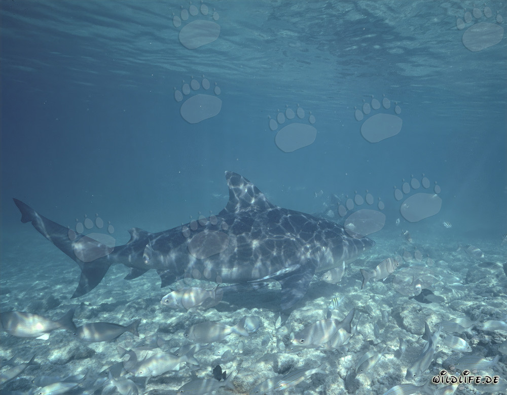 Bull Sharks in the Waters of the Bahamas