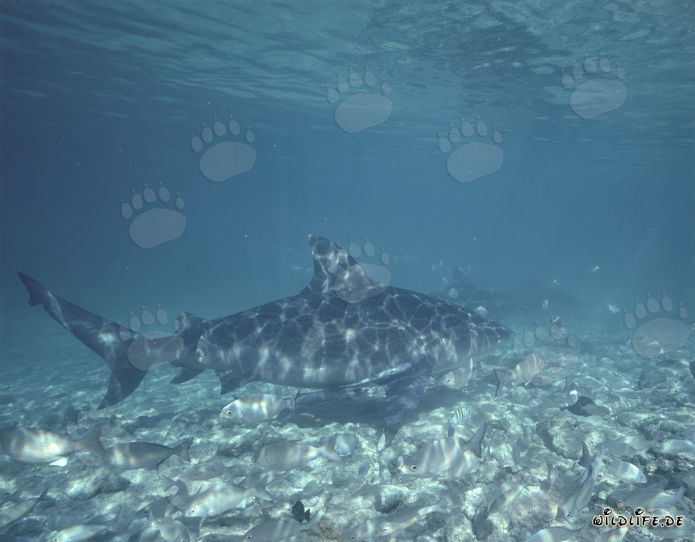 Bullenhaie in den Gewässern der Bahamas