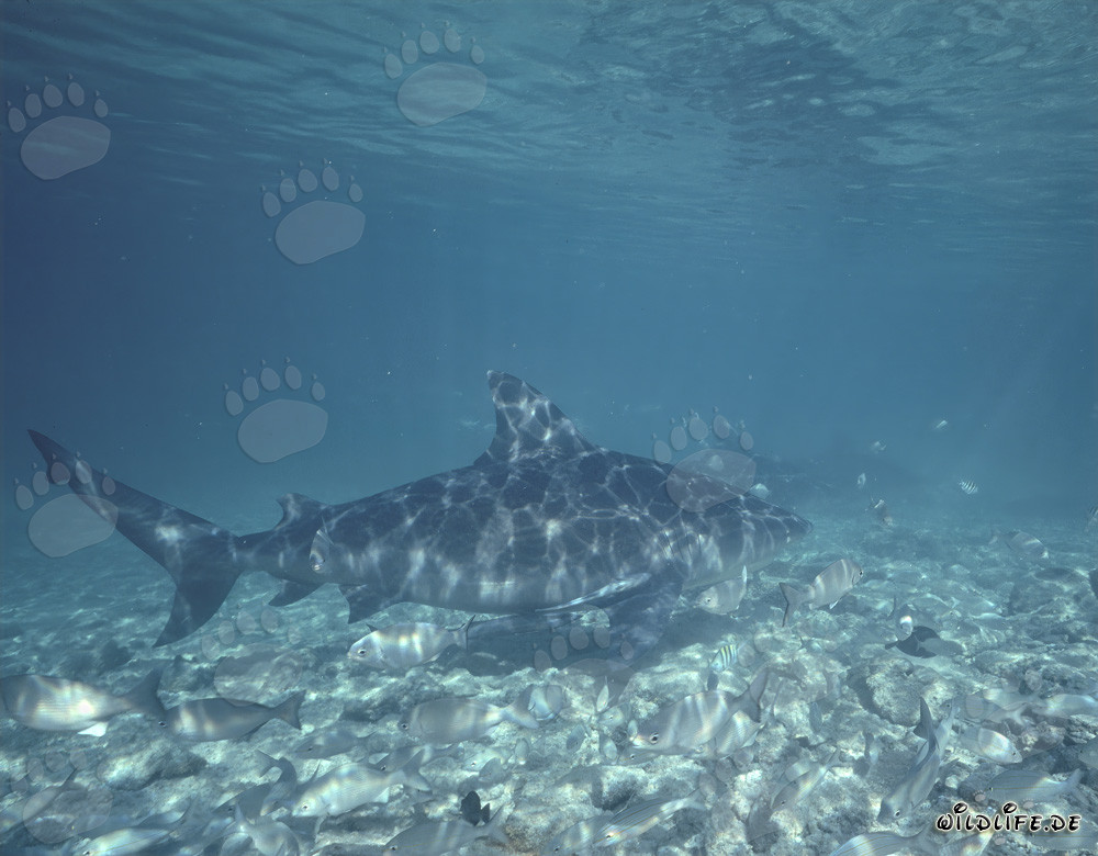 Requins taureaux dans les eaux des Bahamas