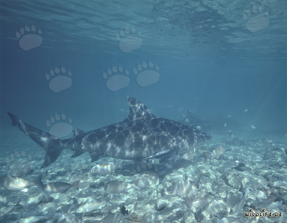 Squali toro nelle acque delle Bahamas