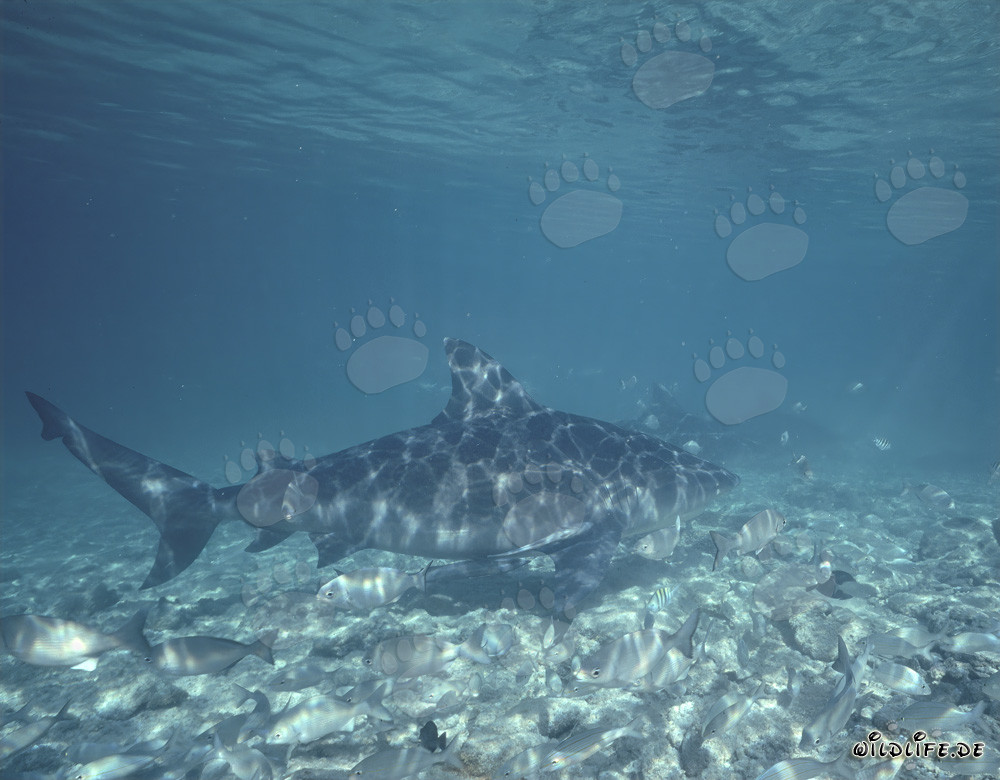 Tiburones toro en las aguas de las Bahamas