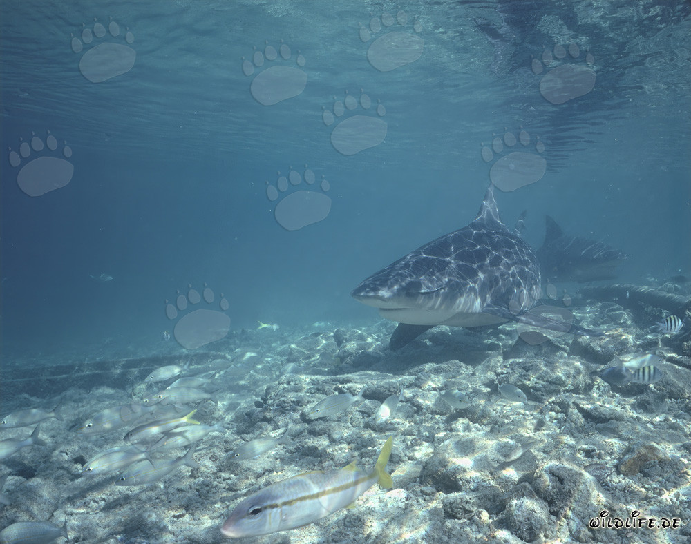 Fascinating Bull Sharks at an Exotic Beach