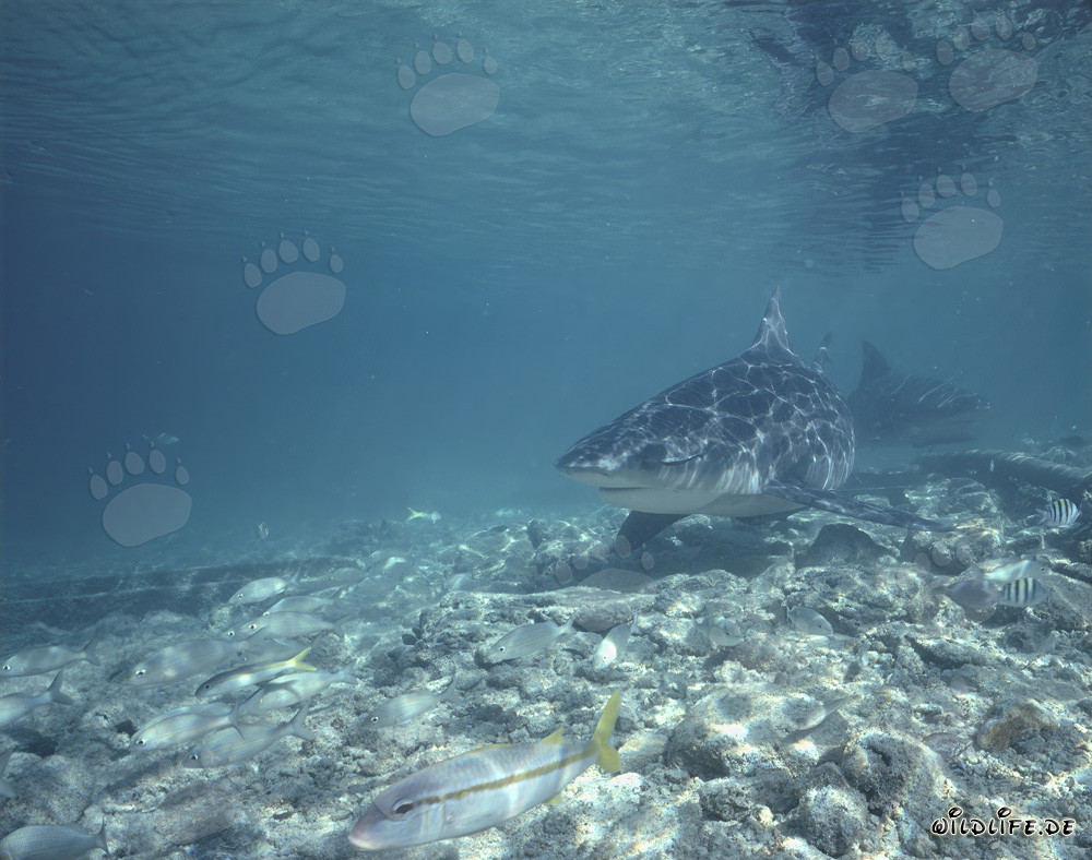 Requins-baleines fascinants sur une plage exotique