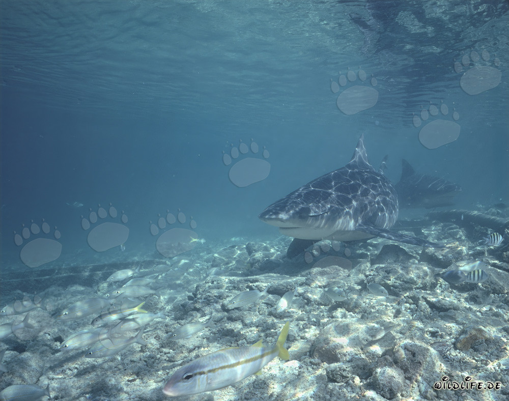 Affascinanti squali toro su una spiaggia esotica