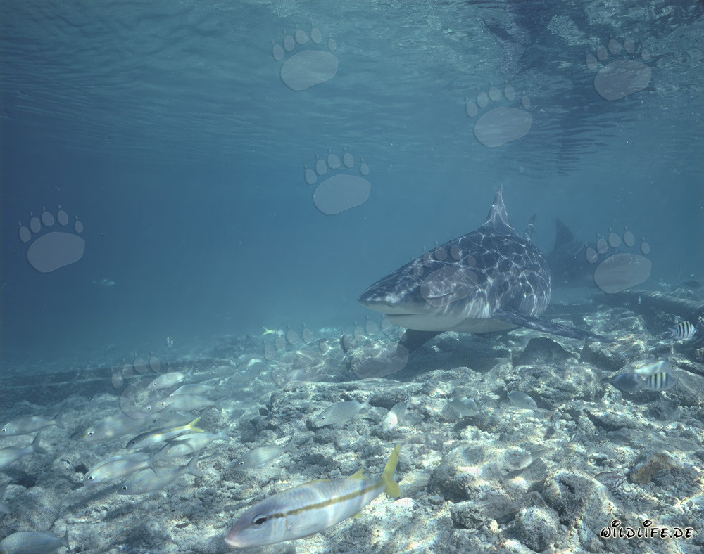Fascinantes tiburones toro en una playa exótica